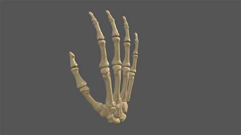 Anatomy Skeletal Hand 3d Model By Cos Costap E1bfc59 Sketchfab