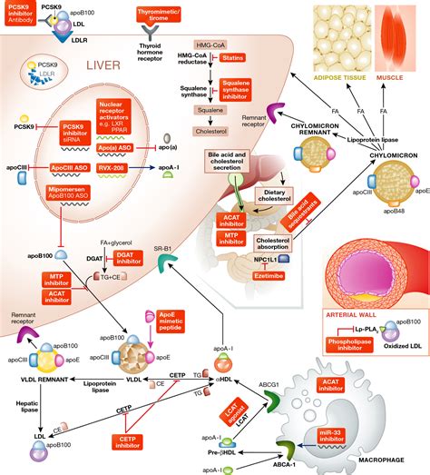 Evolving Targets For Lipid‐modifying Therapy Embo Molecular Medicine