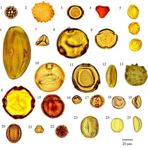 Light Microscopy Of Pollen Grains From Bee Bread Of Tetragonula Download Scientific Diagram