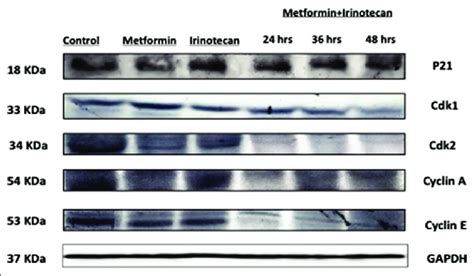 Western Blot Analysis Of P21 Cdk1 Cdk2 Cyclin E Cyclin A And Download Scientific Diagram