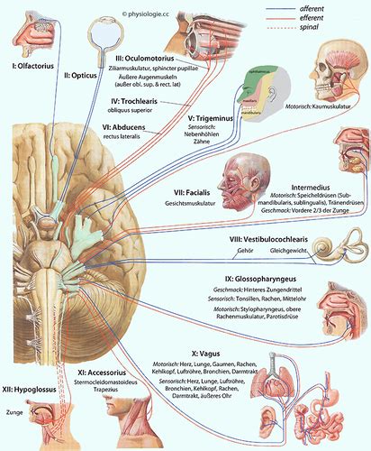 Neurologische Untersuchung Karteikarten Quizlet