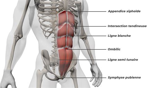 Anatomie Détaillée des Muscles de la Région Abdominale