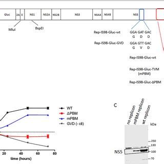 Wnv Replicon Experiments A Schematic Construction Of Dna Based