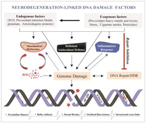 Figure 1 From Chronic Oxidative Damage Together With Genome Repair