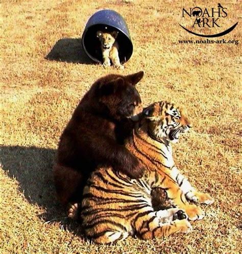 Lion, Tiger, & Bear Become Friends After Being Rescued As Cubs - InspireMore