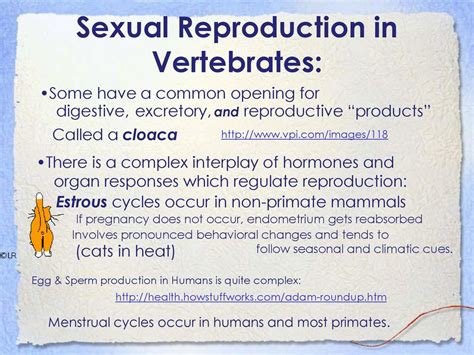 Reproduction Asexual Fission Budding Fragmentation Ppt Download