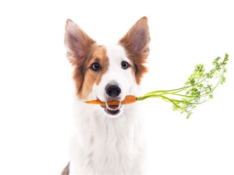 Descubre Las Mejores Verduras Para Alimentar A Tu Perro De Forma