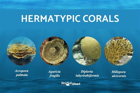 Different Types Of Coral Names And Species With Photos