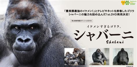 Japans Phenomenally Handsome Gorilla Getting Nationwide Dvd Release