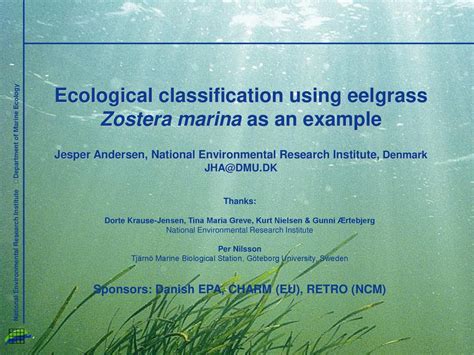 Ecological Classification Using Eelgrass Zostera Marina As An Example