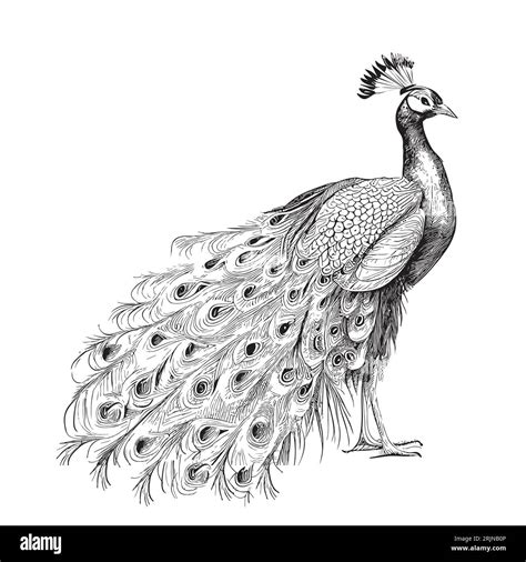 Share More Than 78 Beautiful Peacock Pencil Drawing Super Hot Nanoginkgobilobavn