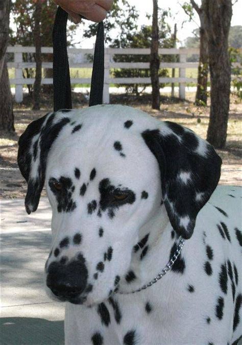 Nija Boxers And Telde Dalmatians And Boxers Dalmatian Dalmatian Puppy