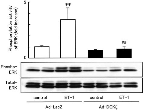 Adenovirus Mediated Overexpression Of Diacylglycerol Kinase Inhibits