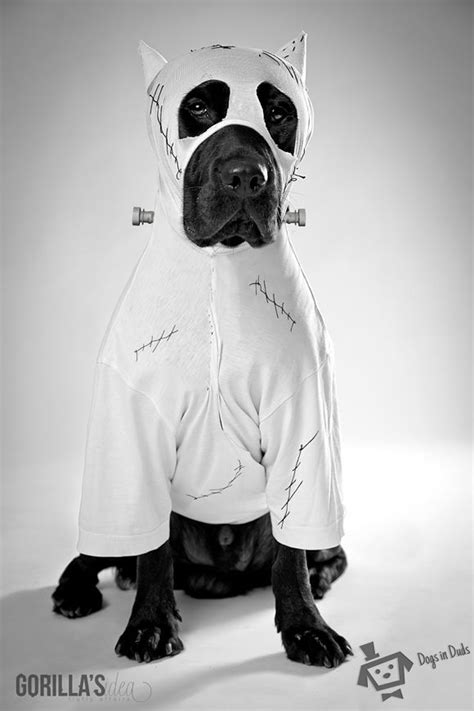 Frankenweenie costume. SO cute! | Dog costumes, Pet costumes, Dog costume