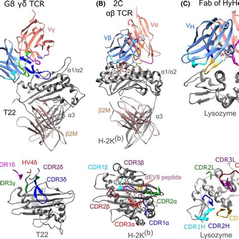 T Cell Receptor Tcr Peptide Major Histocompatibility Complex Pmhc