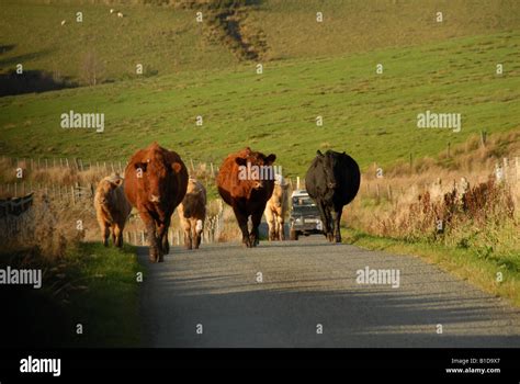 Cow Mountain Snowdonia Hi Res Stock Photography And Images Alamy