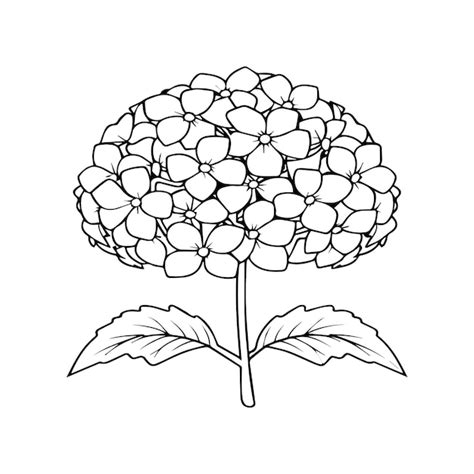 Premium Vector Hydrangea Coloring Pages Hydrangea Flower Outline