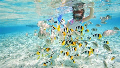 Top 5 Places To Go Snorkeling Diving In Malaysia