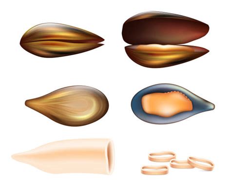 230 Mussels Farm Illustrations Royalty Free Vector Graphics And Clip