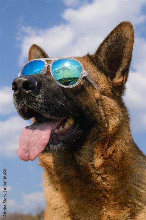 Cool German Shepherd Dog In Mirrored Sunglasses On A Sunny Day Stock