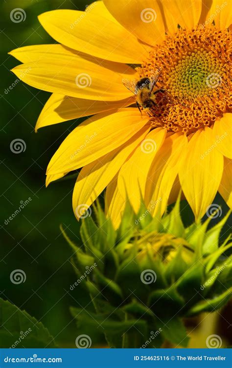 Bee Collecting Nectar On Sunflower Stock Photo Image Of Natural