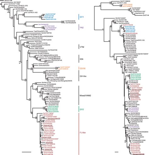 Phylogenetic Relationships Of The Ha A And Pb2 B Genes Of