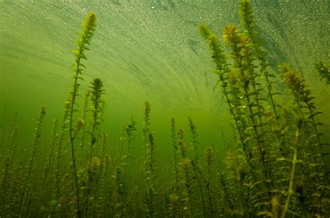 Элодея канадская: содержание и размножение, использование, фото-обзор