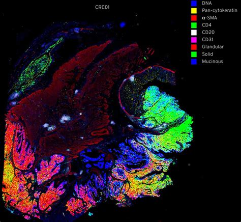 Cyclic Immunofluorescence Nih Director S Blog