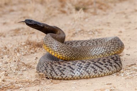 12 Inland Taipan Snake Facts - Fact Animal