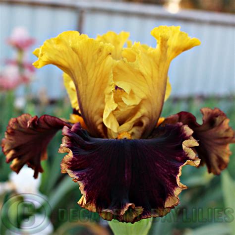 Tall Bearded Iris Flashinator Decadent Daylilies Australia