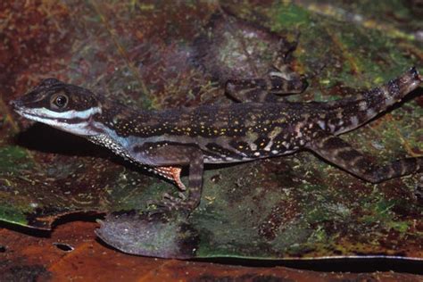 Wild Herps - Water Anole (Anolis aquaticus)
