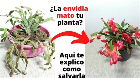 Descubre Las Mejores Plantas Para Combatir El Mal De Ojo Protege Tu