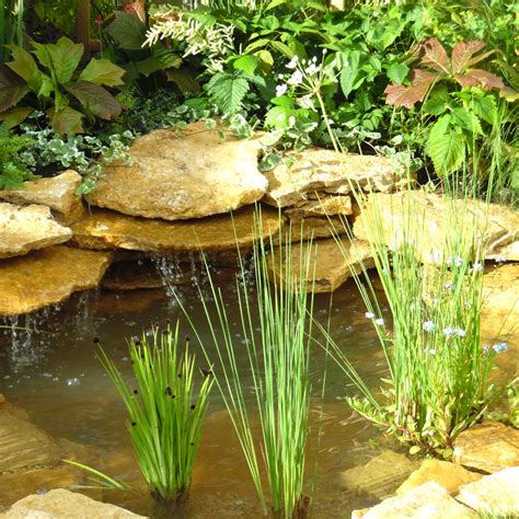 Ornamental Pond Starter Pack 5 Square Metre Pond, Pond Plants