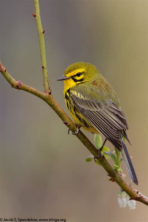 Prairie Warbler 11