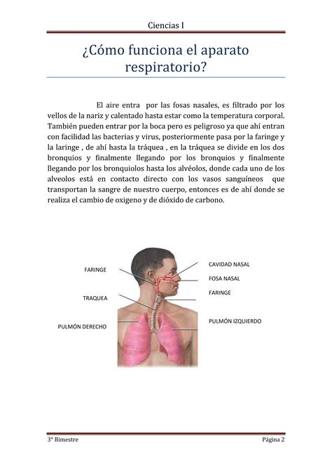 Función del aparato respiratorio y sistemma linfático PDF