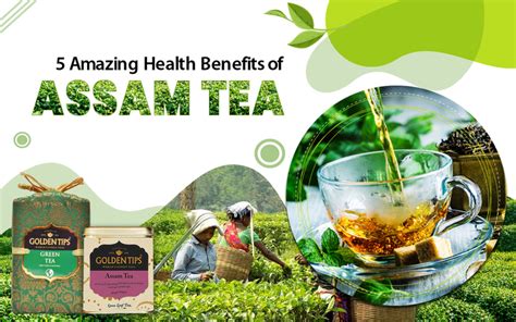 Top 5 Amazing Health Benefits Of Assam Teas Golden Tips