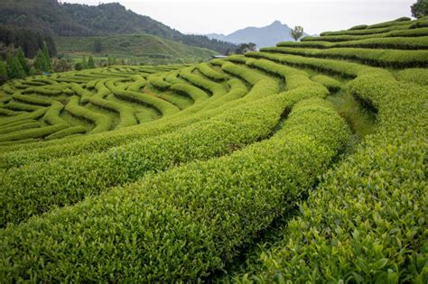 The Art And Science Behind Green Tea Production Unveiling The Secrets