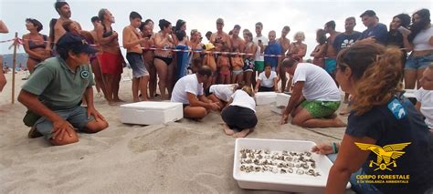 Cagliari Altre Piccole Tartarughe Prendono Il Largo Dalla Spiaggia Del