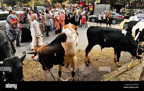 Cairo Egypt 16th June 2024 Egyptians Women Gather Around A Cows