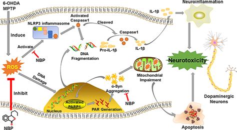 Frontiers Dl 3 N Butylphthalide Rescues Dopaminergic Neurons In