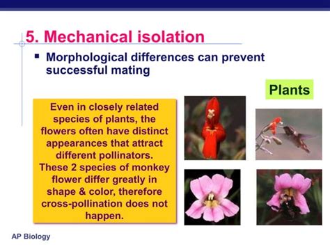 Speciation Types Ap Biology Presentation Ppt