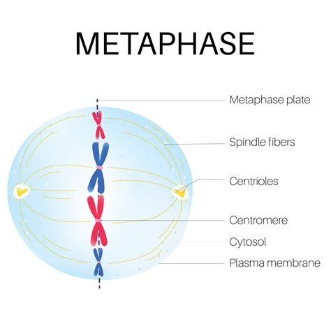 Metaphase is the phase of the cell cycle. 21594195 Vector Art at Vecteezy