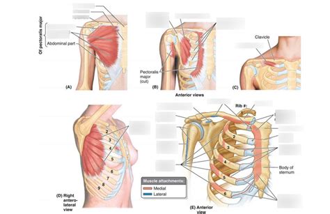 Muscles of the Pectoral Region Diagram | Quizlet