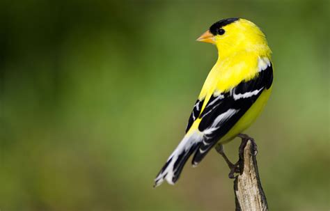 Hinterland Whos Who American Goldfinch