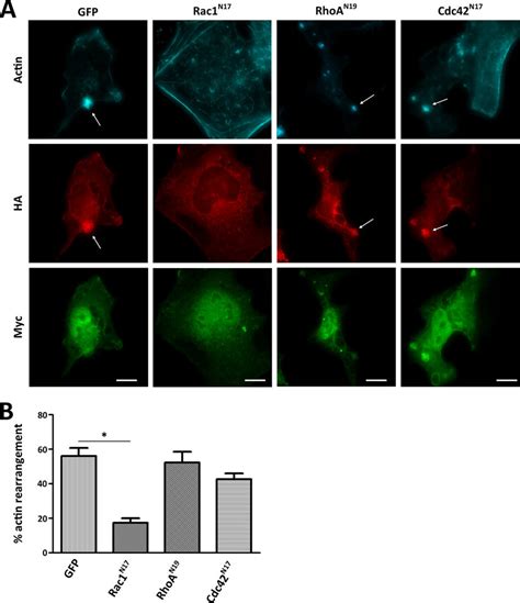 Espw Induced Actin Reorganization Is Rac Dependent A Cotransfection