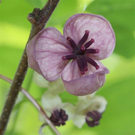 Plantfiles Pictures Akebia Species Chocolate Vine Five Leaf Akebia