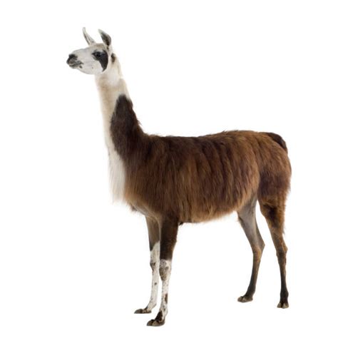 Llama Stock Photos Pictures And Royalty Free Images Istock