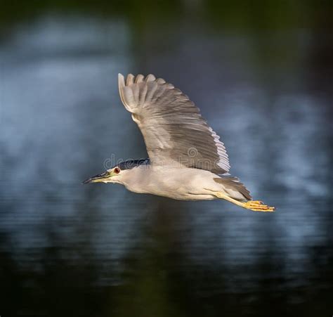 Black Crowned Night Heron In Flight Stock Image Image Of Looking