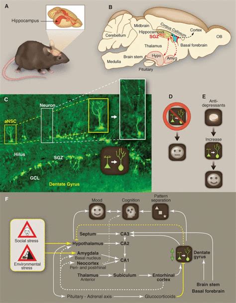 Depression and Hippocampal Neurogenesis: A Road to Remission? | Science