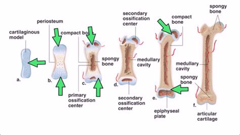 Bone Ossification Anatomy